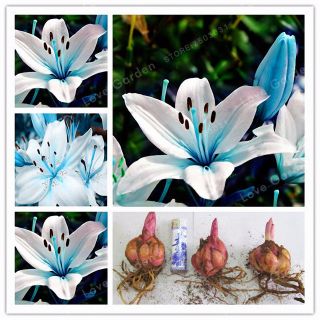 Blue Heart Lily Bulbs Perennial Impressive Rare Flowers Bonsai Plant Not Seeds