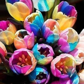 Rare Rainbow Tulip Bulbs Seeds Flower Roots Home Garden Plant Bonsai