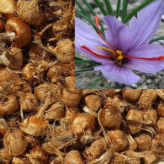 Saffron Bulbs Crocus Sativus Organic Flower Corms Perennial Resistant Rare Plant