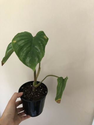 Philodendron Mamei - Rare Tropical Aroid Plant