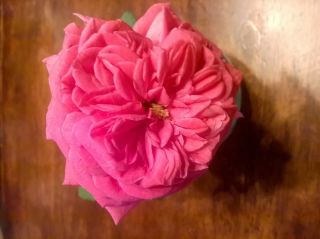 Maggie Old Garden Bourbon Rose,  5,  Fresh Cuttings,  Fragrant Rose,  Rare