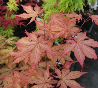 Japanese Maple Acer Amber Ghost Rare