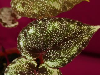 Begonia Plant U642 Curtisii " Galaxy " 4 " Pot Rare Terrarium