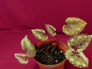 Begonia Plant U642 Curtisii 