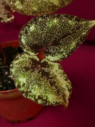 Begonia Plant U642 Curtisii 