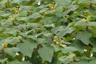 Ochroma Lagopus Rare Balsa Tree Seeds Fast Grower Attracts Butterflies