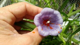 Nesocodon Mauritianus - Rare Blue Mauritius Bell Flower - Live Plant