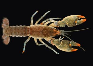 Thorny Tail Crayfish /huge Claws/ (rare)