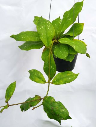 1 Pot,  20 - 22 Inches Rooted Plant Of Hoya Mitrata Very Rare
