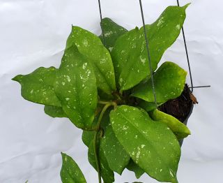 1 pot,  20 - 22 inches rooted plant of Hoya mitrata Very Rare 2