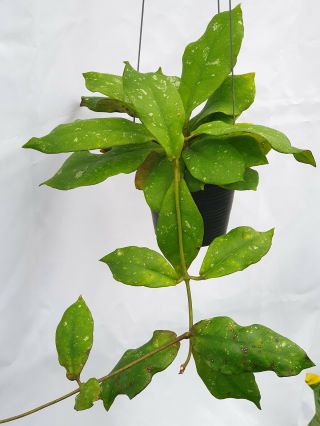 1 pot,  20 - 22 inches rooted plant of Hoya mitrata Very Rare 3