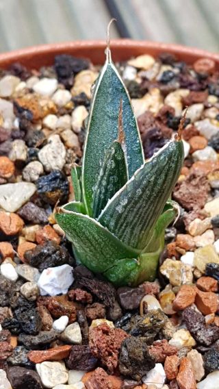 Very rare clone Agave Pintilla Very hard to find Not often offered 2