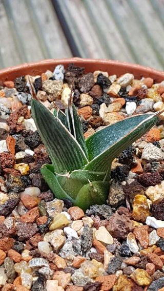 Very rare clone Agave Pintilla Very hard to find Not often offered 3