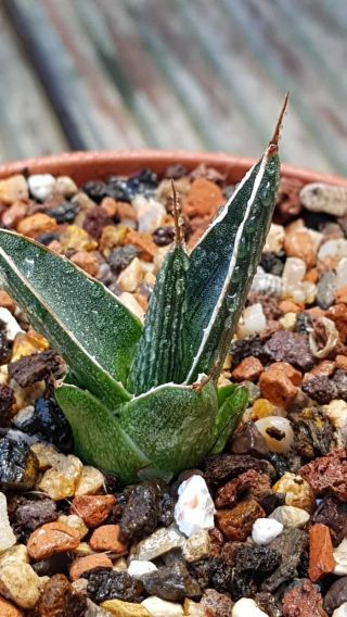 Very rare clone Agave Pintilla Very hard to find Not often offered 4