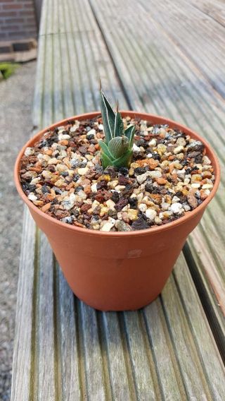 Very rare clone Agave Pintilla Very hard to find Not often offered 5