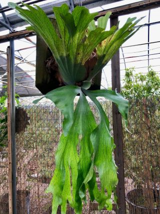 Platycerium Wandae Plant - Rare Tropical Fern - Look