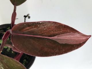 Variegated Philodendron Pink Princess Rare Aroid