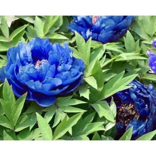 Blue Color Peony Roots Perennial Fragrant Flower Resistant Plant Bonsai Rare Diy