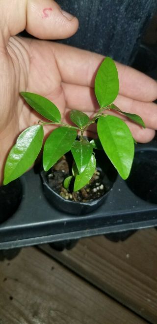 Fingersop (meiogyne Cylindrocarpa) Rare Fruit Tree Seedling