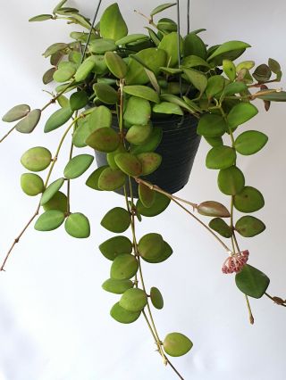 Hoya Tsangii,  1 Pot Rooted Plant 10 - 12 Inches Extremely Rare