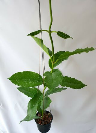 Hoya Imperialis Palawan No2,  1 Pot Rooted Plant 20 - 22 Inches Very Rare