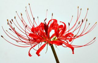 Dark Red Rare Lycoris Lily Bulbs Perennial Stunning Gorgeous Decor Flower Bonsai