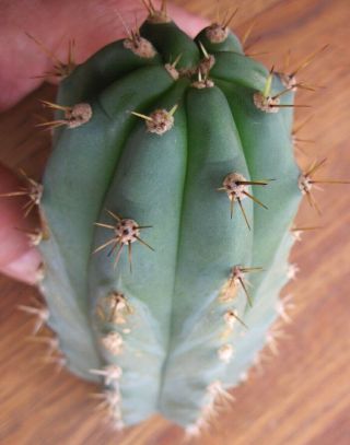 Rare Trichocereus Peruvianus - Pichu,  fat tip cutting organically grown cactus 2