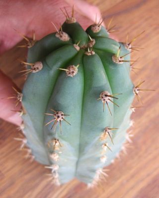 Rare Trichocereus Peruvianus - Pichu,  fat tip cutting organically grown cactus 3