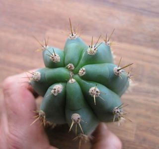 Rare Trichocereus Peruvianus - Pichu,  fat tip cutting organically grown cactus 4