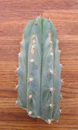 Rare Trichocereus Peruvianus - Pichu,  fat tip cutting organically grown cactus 5