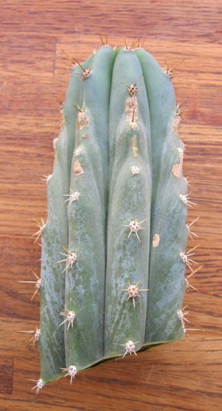 Rare Trichocereus Peruvianus - Pichu,  fat tip cutting organically grown cactus 6