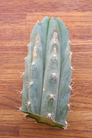 Rare Trichocereus Peruvianus - Pichu,  fat tip cutting organically grown cactus 7