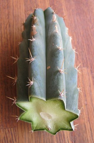 Rare Trichocereus Peruvianus - Pichu,  fat tip cutting organically grown cactus 8