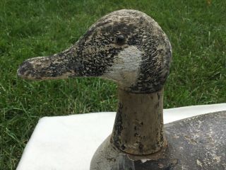 Rare Factory Duck Decoy,  Gundelfinger Canadian Goose Decoy,  1925 - 1929 5