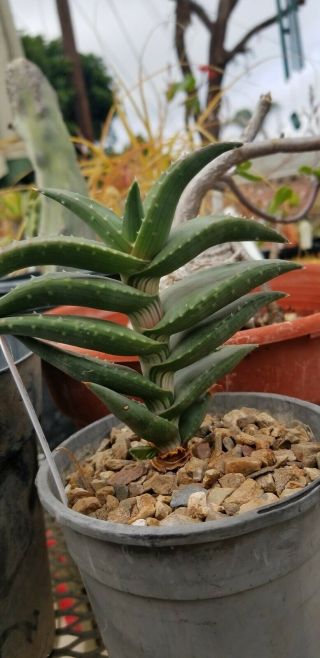 A,  Aloe Pearsonii Mega Rare South Africa Aloe Pearsonii.  Growth On Botton