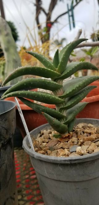 A,  Aloe Pearsonii MEGA RARE South Africa Aloe PEARSONII.  growth on botton 2