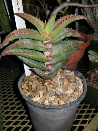 A,  Aloe Pearsonii MEGA RARE South Africa Aloe PEARSONII.  growth on botton 3