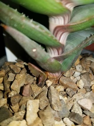 A,  Aloe Pearsonii MEGA RARE South Africa Aloe PEARSONII.  growth on botton 4