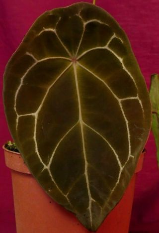 Anthurium Forgetii Rare Velvet Aroid Plant