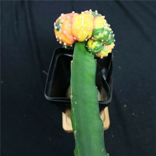 Astrophytum asterias Kitsukow - with rootstock - rare cactus cacti 4367 4
