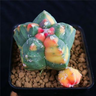 Astrophytum Myriostigma Kikkou Variegate Rare Cactus Cacti 4663