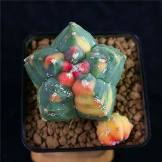 Astrophytum myriostigma KIKKOU variegate rare cactus cacti 4663 2