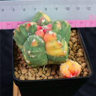 Astrophytum myriostigma KIKKOU variegate rare cactus cacti 4663 3