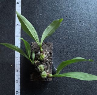 Coelogyne Schilleriana Orchid Species Very Rare Miniature Terrarium Plant