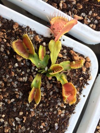 Venus Flytrap Bec De Lievre Carnivorous Plant (very Rare) (first Time Offered)