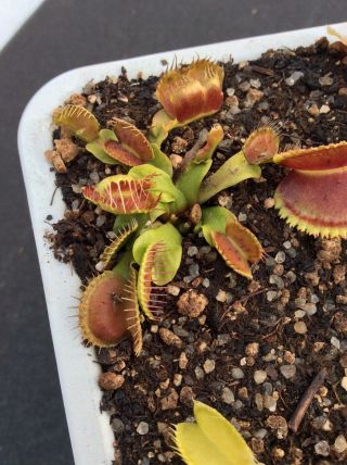 Venus Flytrap BEC DE LIEVRE Carnivorous Plant (VERY RARE) (FIRST TIME OFFERED) 2