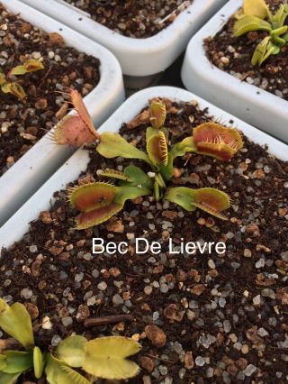 Venus Flytrap BEC DE LIEVRE Carnivorous Plant (VERY RARE) (FIRST TIME OFFERED) 3