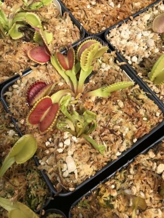 Venus Flytrap BEC DE LIEVRE Carnivorous Plant (VERY RARE) (FIRST TIME OFFERED) 4
