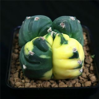 Astrophytum Myriostigma Kikkou Variegate Rare Cactus Cacti 4741