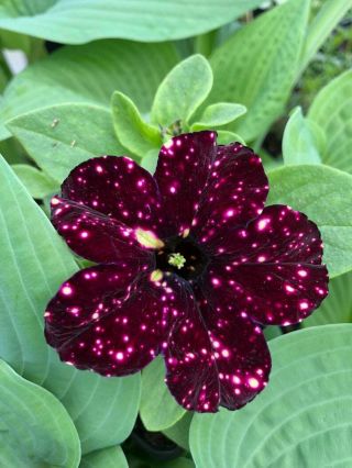 Starry Sky Burgundy Petunia Seeds - Petunia Bonsai Plant Very Rare 100 Seed